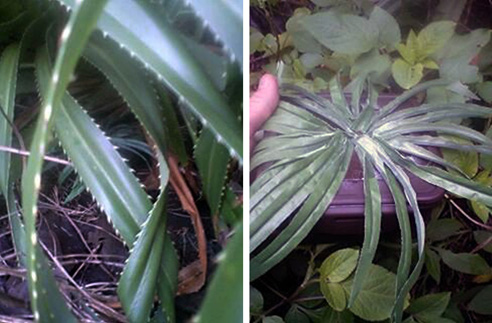 One of the stages of this geocache. I won't say which stage though so as not to spoil the surprise for those going after this cache.